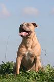 AMSTAFF ADULT 565